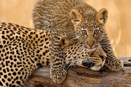 4 Days Budget Camp Safari Serengeti, Ngorongoro Crater and Tarangire Park