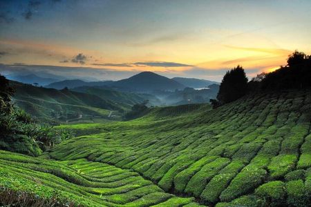 Private Full Day Tour : Cameron Highlands with Batu Caves Stopover