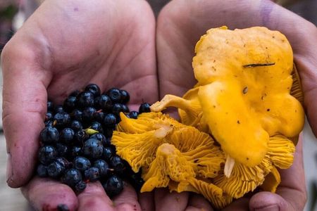 Wild Forest Berries and Mushrooms Picking Tour