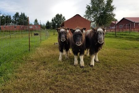 Guided Tour of Musk Ox Farm