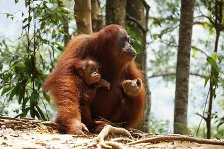 Bukit Lawang Full Day Private Jungle Trekking To See Orangutans