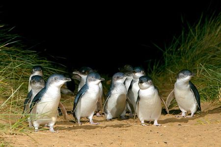 Phillip Island Penguin Parade & Wildlife Tour from Melbourne