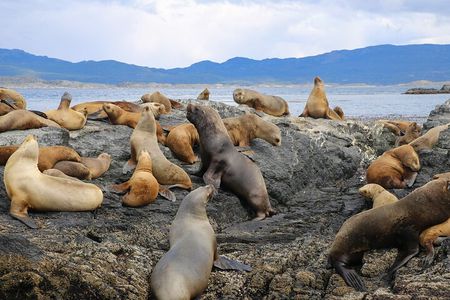 Navigation through the Beagle Channel, Los Lobos and the Bridges