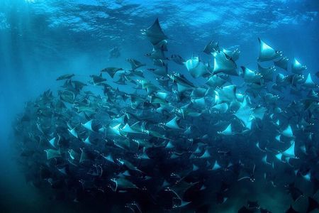 Mobula Ray Snorkeling with Photos Included 