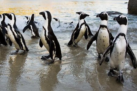 Cape Town Zipline, Penguins and Cape of Good Hope Private Tour