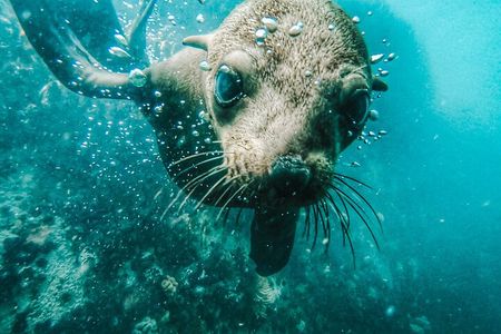 Cape Town Seal Snorkelling, Penguin Colony & Cape of Good Hope Private Tour