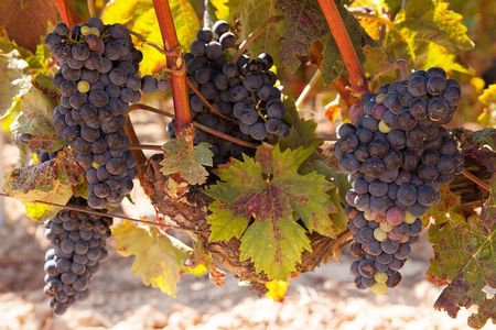 Half-Day North Georgia Wine Country Tour From Atlanta