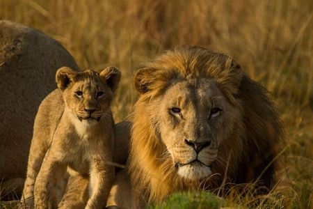 15-Day All Inclusive Sibuya Wilderness Guided Tour
