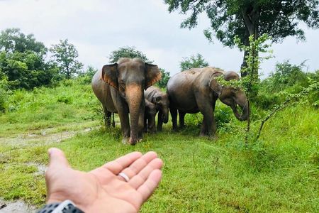Full Day Tour to Sigiriya, Dambulla and jeep Safari from Colombo