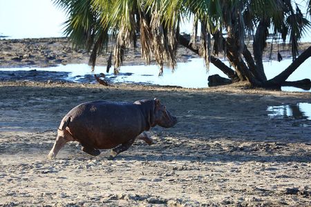 3 Days/2Nights Nyerere National Park Safari