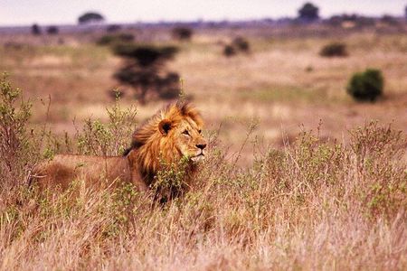 One-Day Safari Tour from Zanzibar with Lunch and Pick Up