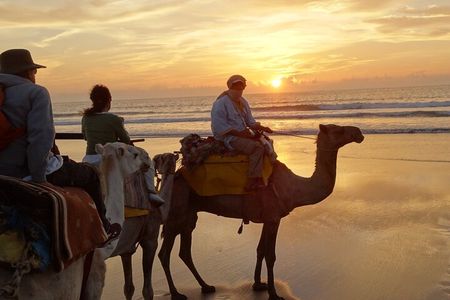 1 Day Dromedary Ride Near Essaouira