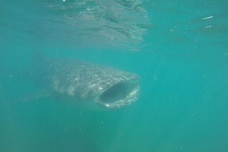 Snorkel Tour with Whale Shark in La Paz