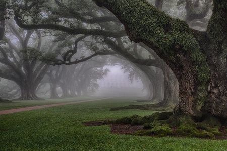 Explore Oak Alley Plantation Guided Tour with Transportation 