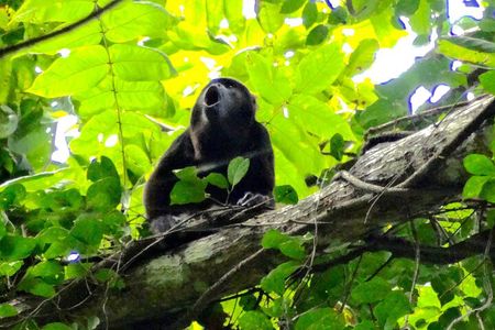 Day Trip from Guayaquil to Howler Monkey Trail and Cacao Farm