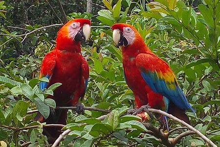 4-Day Private Tour to Manu National Park from Cusco