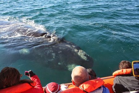 Peninsula Valdes & Whales