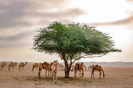 Private 4x4 Mleiha Archaeological Desert Safari with Museum visit