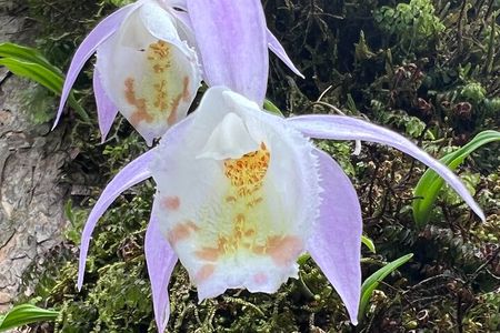 Explore the Beauty of Champa Devi: A Rewarding Hiking Experience