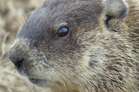 Beaver Safari on Stand up paddleboard in Hokksund