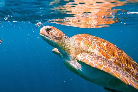 Harbour Lights-Chair &Turtle Shipwreck Snorkel Tour(10:30-1:30pm)