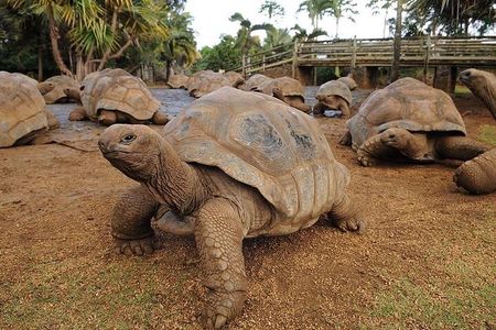 Southern Tales: Full-day incl Crocodile Park & 23 Colored Earth
