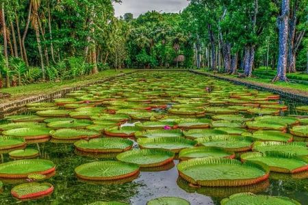 The North Itinerary - Sugarworld and Pamplemousses Garden