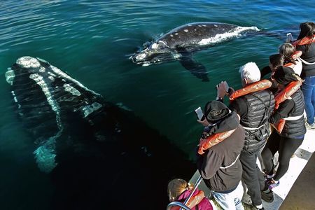 Puerto Madryn: Peninsula Valdes National Park Day Trip