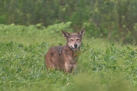 Full-Day Private Tour to Alligator River National Wildlife Refuge