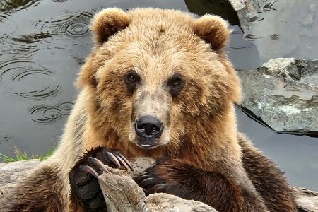 Simply Amazing Sitka Tour: Fortress of the Bear, Alaska Raptor, & Totems