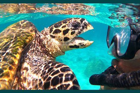Full-Day Exclusive Private Tour to Nosy Tanikely Marine Reserve 