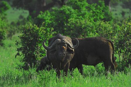 4 Days Tanzania Luxury Safari Serengeti and Ngorongoro Crater
