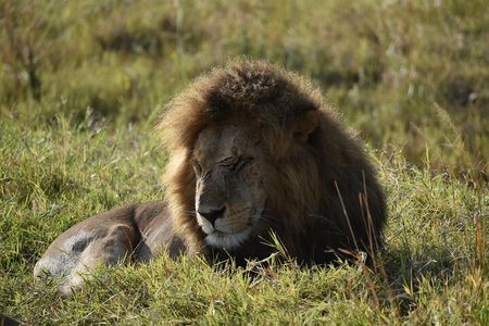 06 Days Kenya LuxuryLodge Safari