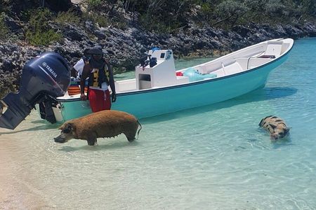 HALF DAY Swiming Pigs and Sharks Tour (Nassau to Exuma by Plane) 