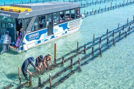 Experience Coffin Bay Oyster Farm and Bay Tour