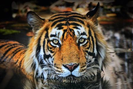 Adventures Ranthambore Wildlife Safari Tour from Delhi with Safari Rides