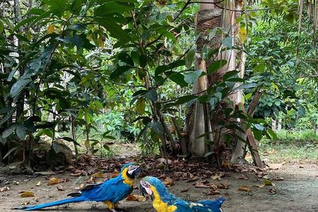 Adventure: 4-hour hike in the Amazon rainforest
