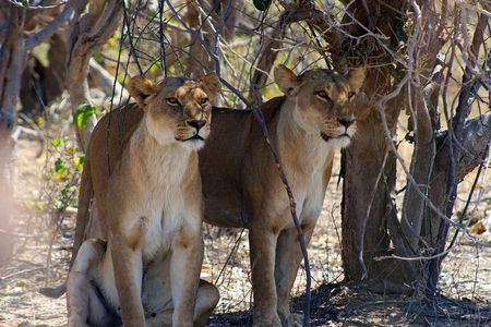 7 Day Moremi Okavango Delight