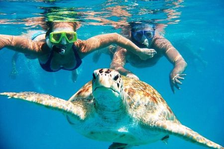 Snorkeling With The Turtles 