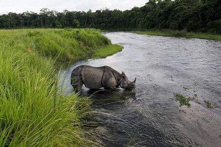 3-Day Chitwan National Park Jungle Safari Tour Package with Pick Up