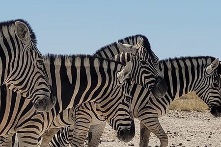Private Multi-Day Tour Self-Drive for Beginners Safari in Namibia