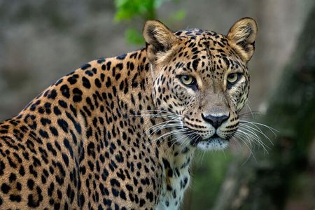 Private Day Tour: Yala National Park Safari Tour from Galle & Weligama