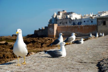 Your Own Morocco. Along The Ocean From Marrakech: Three Days of Happiness