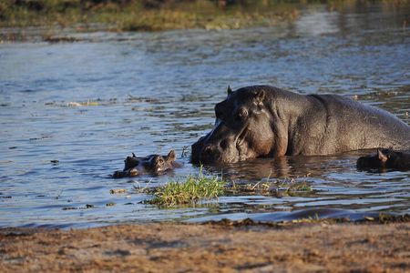 2 nights 3 days Overnight Mokoro Trail Okavango delta