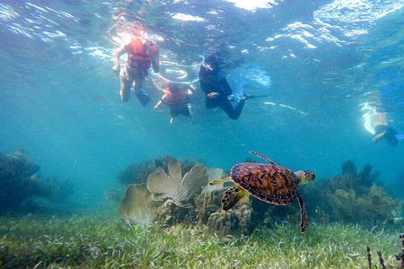 Private (only you) Reef Snorkeling in Puerto Morelos 2x40 minutes