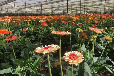 Dalat Mario Kart - Mongo land and countryside tours