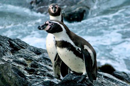Fr VALPO: WILD PENGUINS, SEALION, SANDBOARD, PARAGLIDING & PICNIC