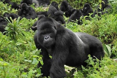 2 Days 1 Night Gorilla Trekking Safari in Rwanda