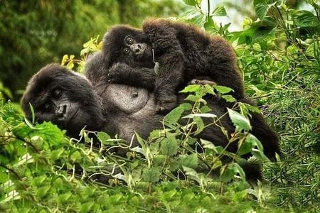 1 Day Rwanda Gorilla Trekking Tour In The Volcanoes National Park