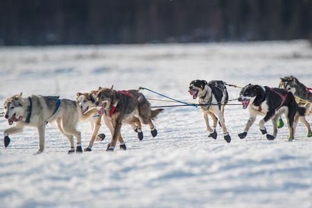 Dog-Pulled ATV Experience|Fairbanks|"The date with Aurora" Alaska